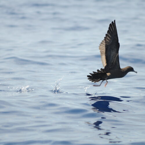 Flesh footed Shearwater