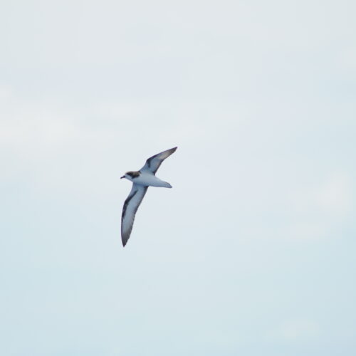 Gould's Petrel