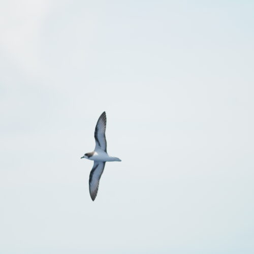 Gould's Petrel