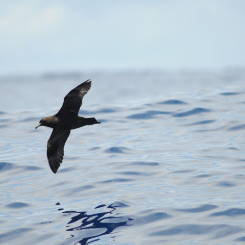 Black Petrel