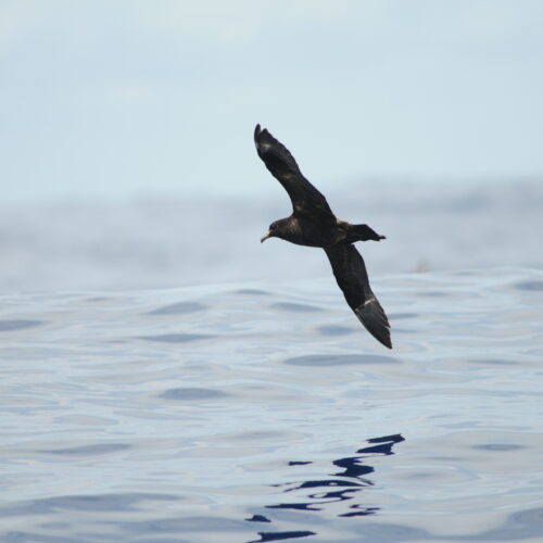 Black Petrel