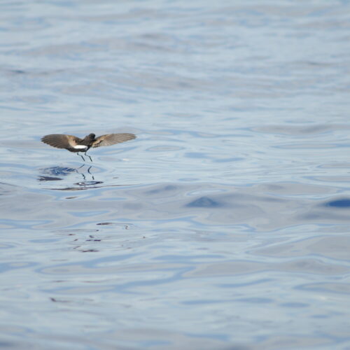 Wilsons Storm Petrel