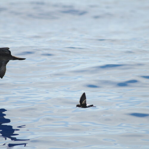 Wilsons Storm Petrel