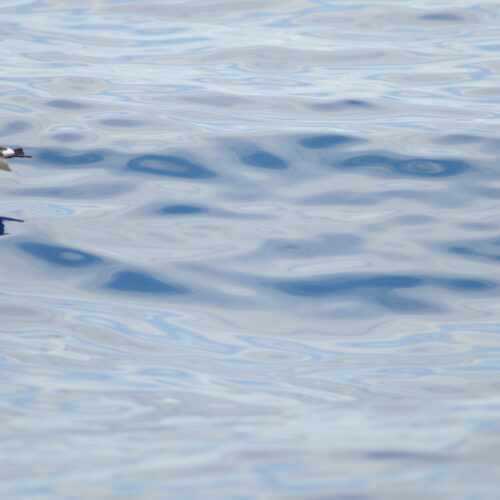 Wilsons Storm Petrel