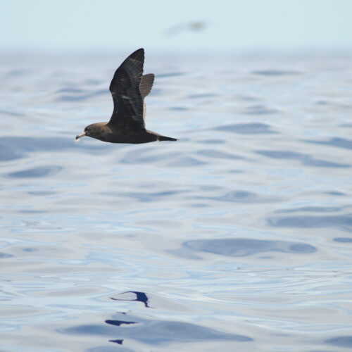 Black Petrel