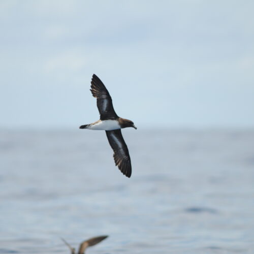 Tahiti Petrel