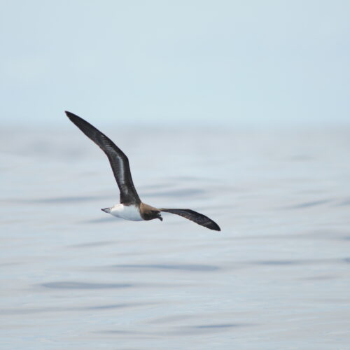 Tahiti Petrel