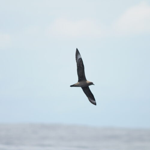 Kermadec Petrel