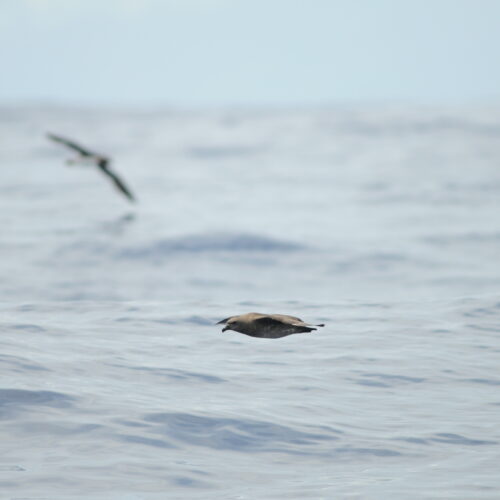 Kermadec Petrel