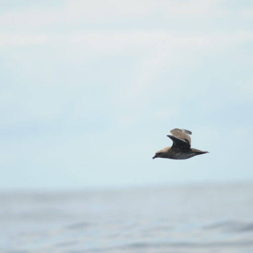 Kermadec Petrel