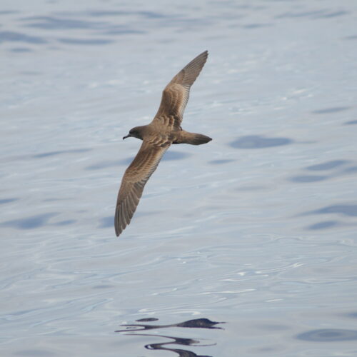 Wedge tailed Shearwater