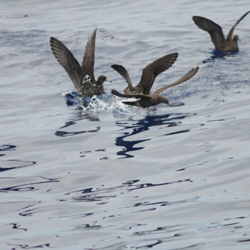 Flesh footed Shearwater