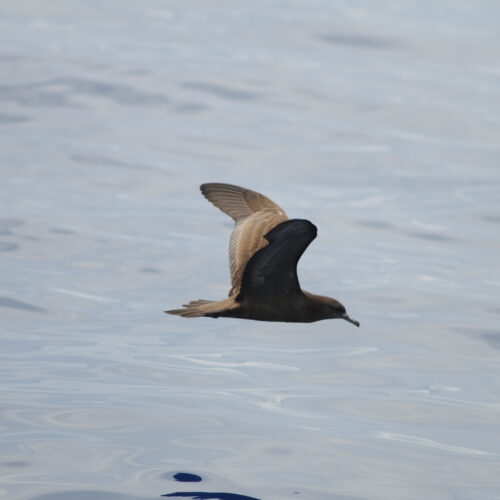 Wedge tailed Shearwater