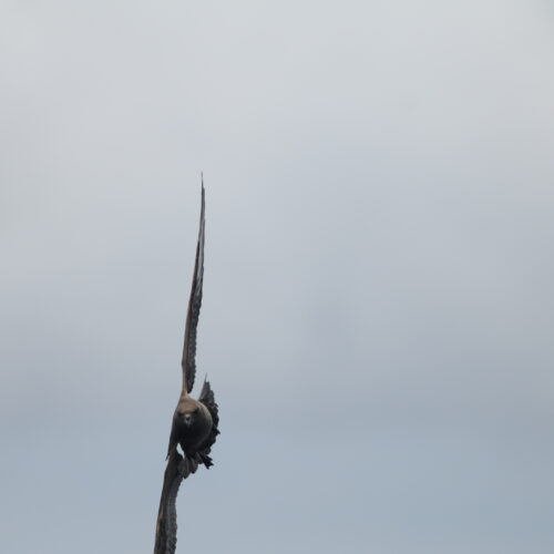 Kermadec Petrel