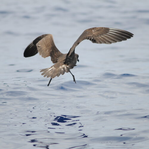 Kermadec Petrel