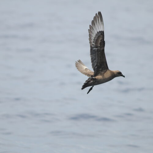 Kermadec Petrel