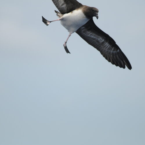 Tahiti Petrel