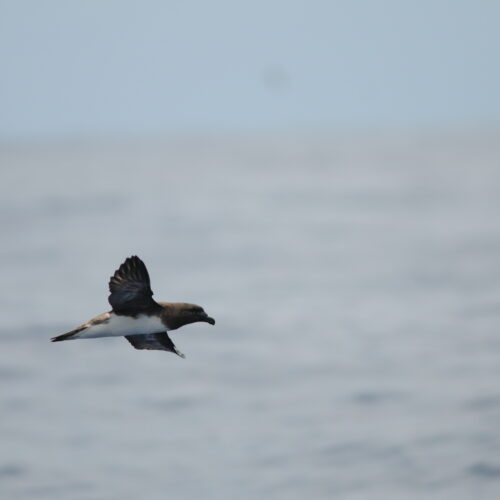 Tahiti Petrel