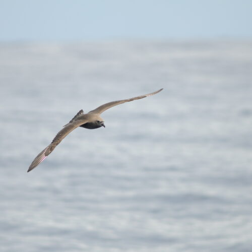 Kermadec Petrel