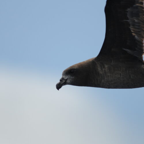 Providence Petrel