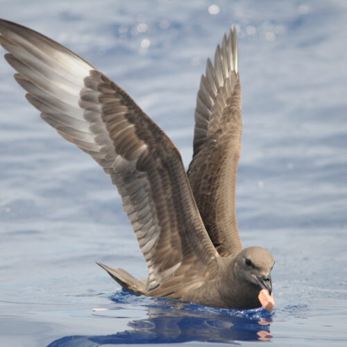 Kermadec Petrel