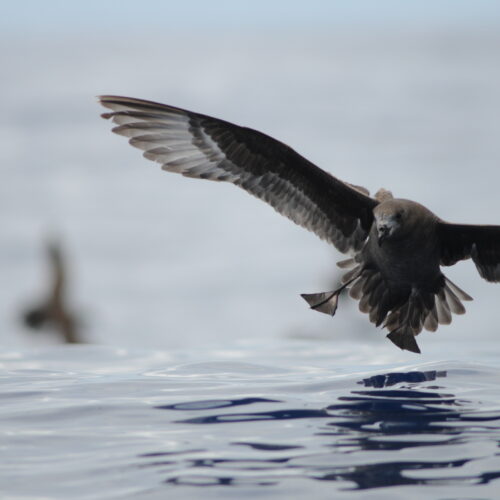 Providence Petrel