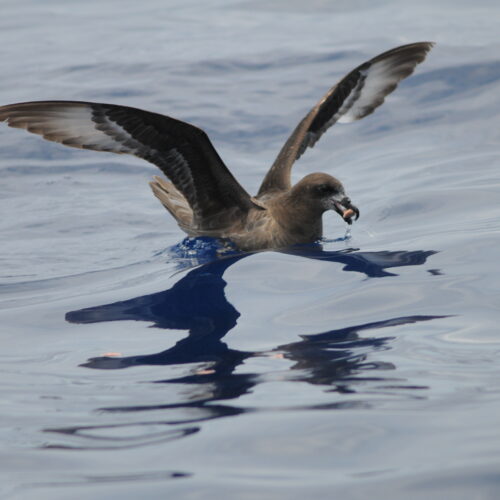 Providence Petrel