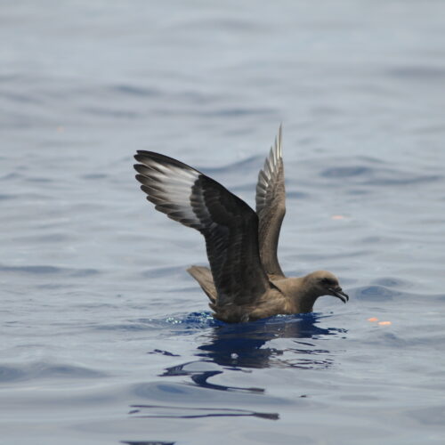 Providence Petrel