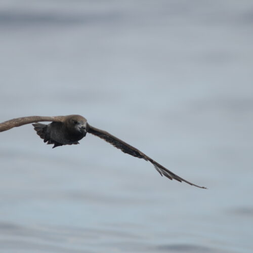 Providence Petrel