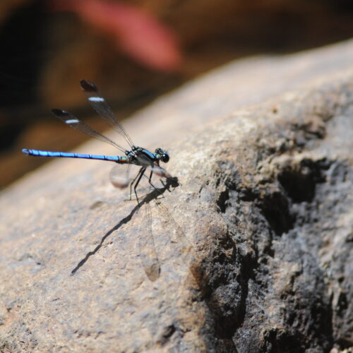 Springbrook NP Qld