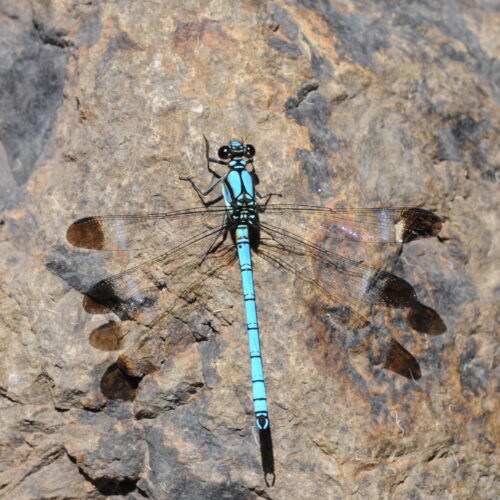 Springbrook NP Qld