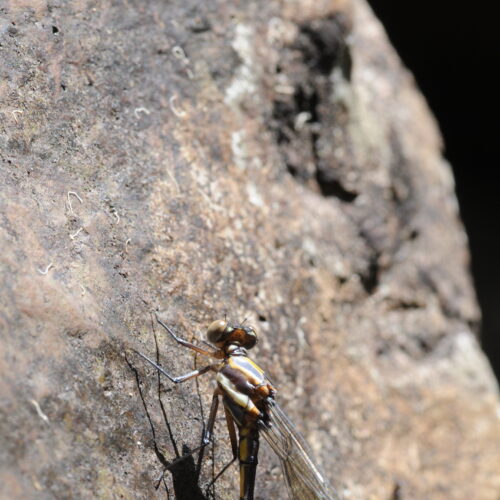 Springbrook NP Qld