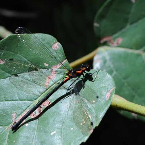 Springbrook NP