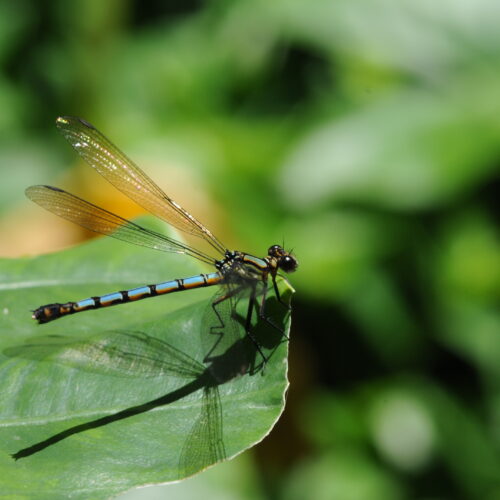 Springbrook NP Qld