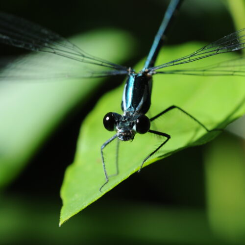 Springbrook NP Qld