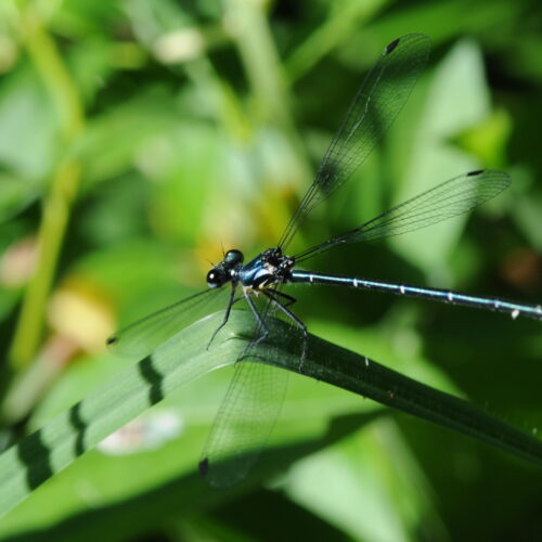 Springbrook NP Qld