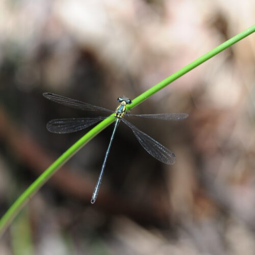 Springbrook NP Qld