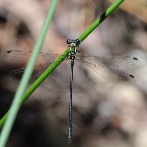 Springbrook NP Qld