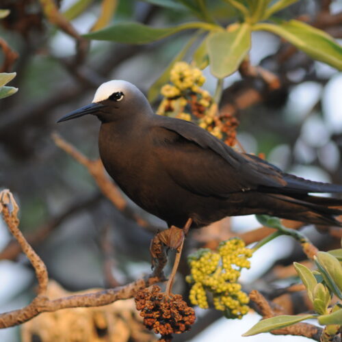 Black Noddy