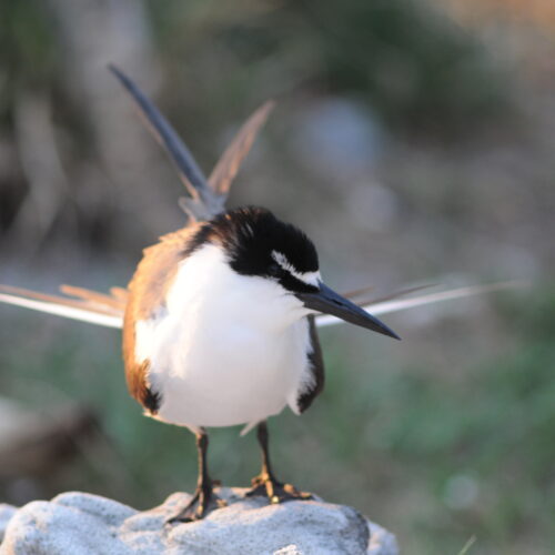 Bridled Tern