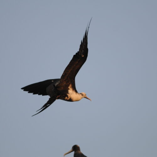 Lesser Frigatebird