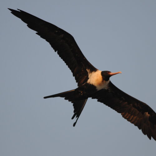 Lesser Frigatebird