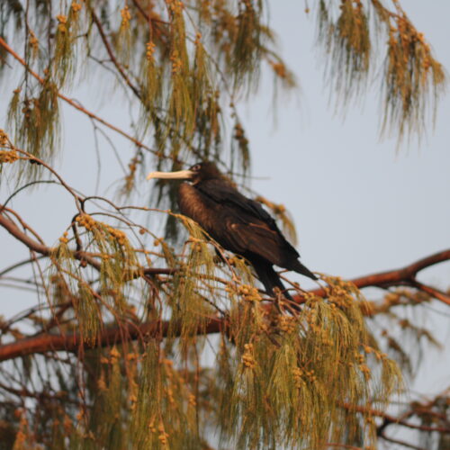 Lesser Frigatebird