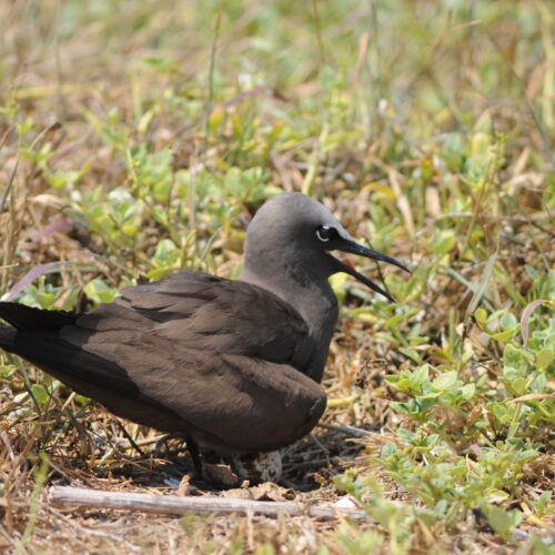 Common Noddy