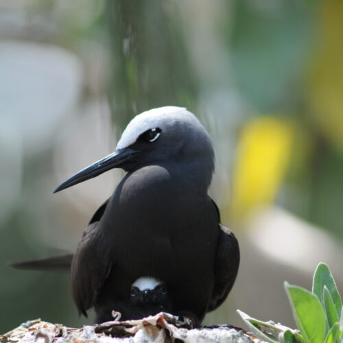 Black Noddy