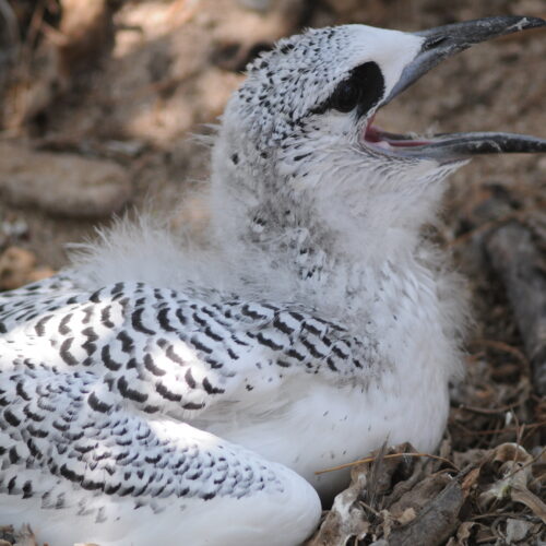 Red tailed Tropicbird