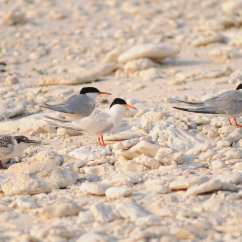 Roseate Tern