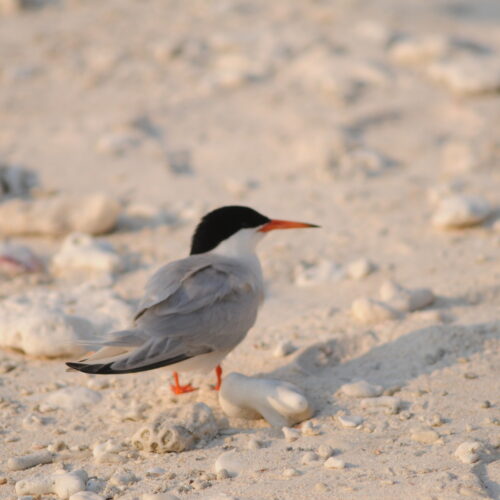 Roseate Tern