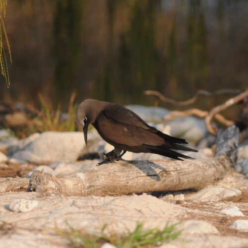 Common Noddy