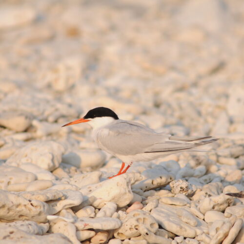 Roseate Tern